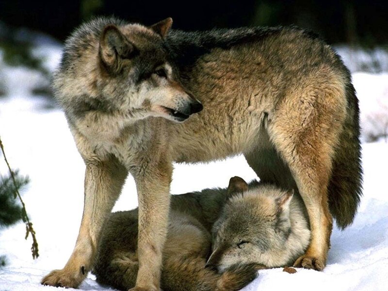 Two Wolves in Snow — Gray, Calm