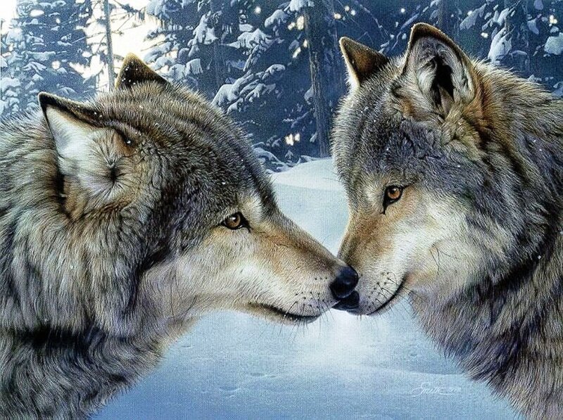 Two Wolves in Snow — Gray, Calm, Winter, Digital Art