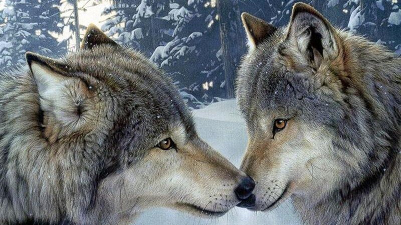 Two Wolves in Snow — Gray, Calm, Winter, Digital Art, Trees