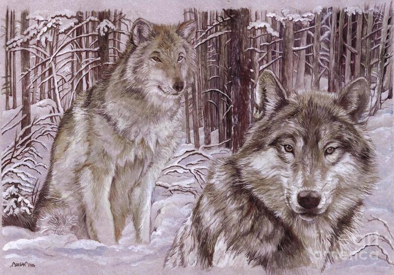 Two Wolves in Snow — Gray, Calm, Winter, Illustration