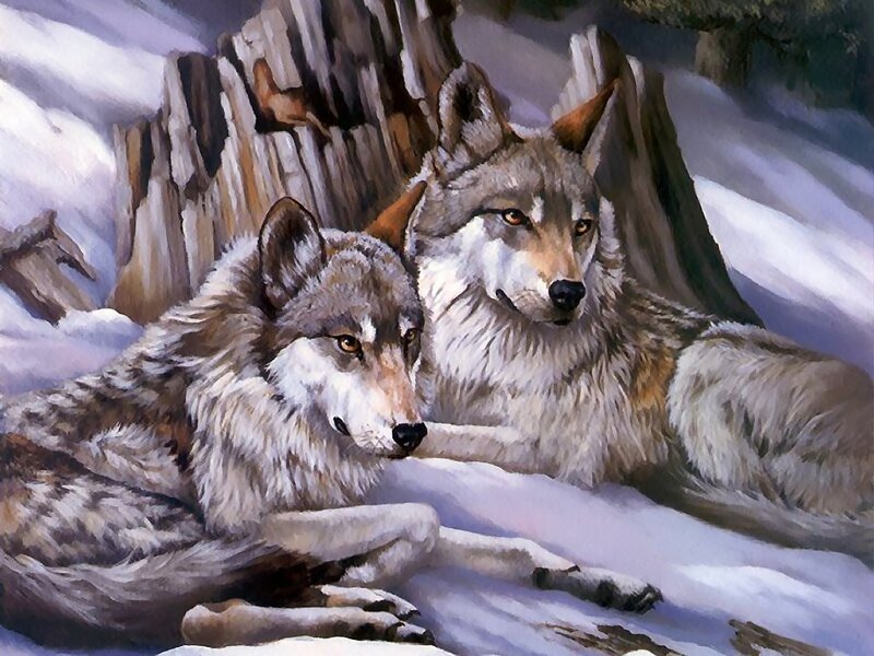 Two Wolves in Snow — Gray, Calm, Winter, Painting, Rock, Forest