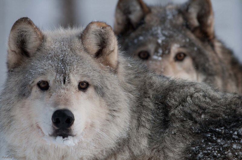 Two Wolves in Snow — Gray, Calm, Winter, Photograph, Forest