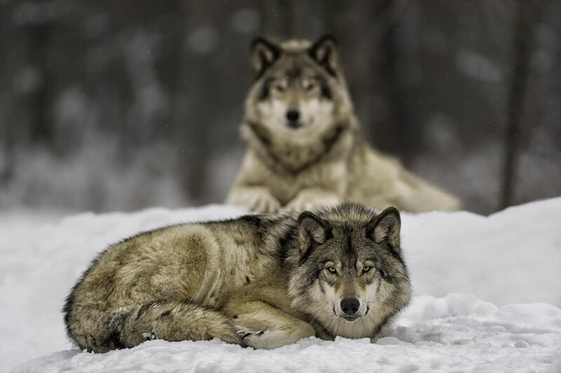 Two Wolves in Snow — Gray, Calm, Winter, Photograph, Forest, Trees