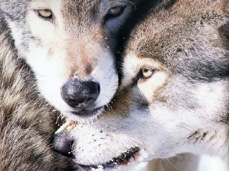 Two Wolves in Snow — Gray, Calm, Winter, Photograph, Fur