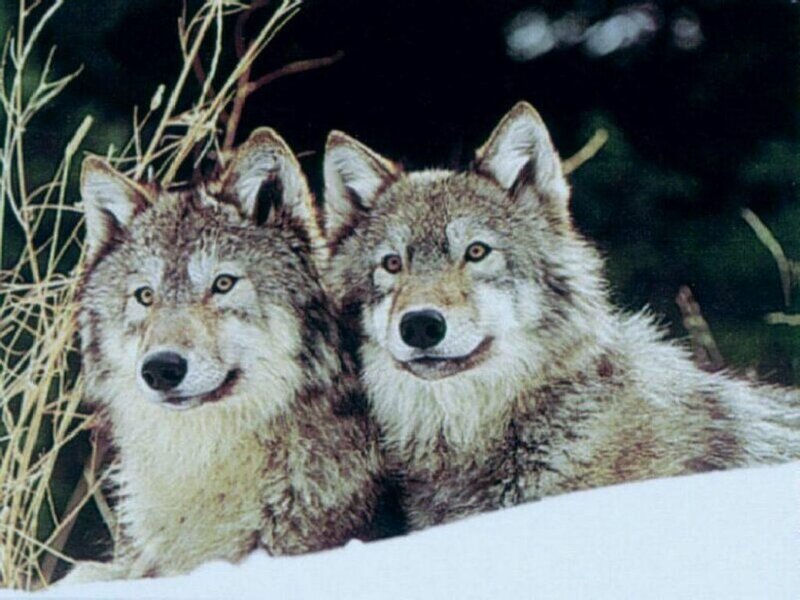 Two Wolves in Snow — Gray, Calm, Winter, Photograph, Grass