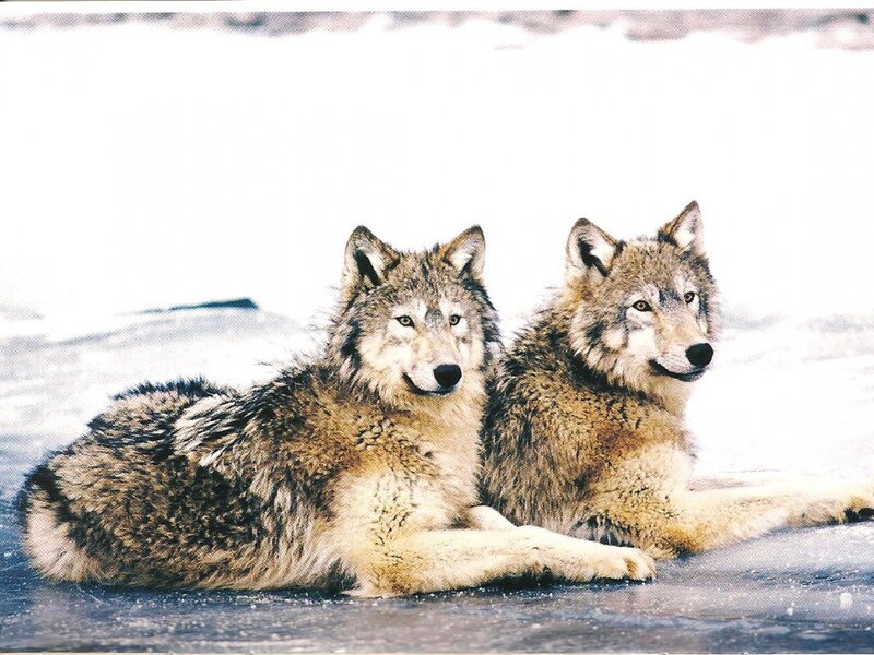 Two Wolves in Snow — Gray, Calm, Winter, Photograph, Ice