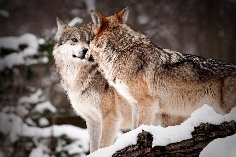 Two Wolves in Snow — Gray, Calm, Winter, Photograph, Tree