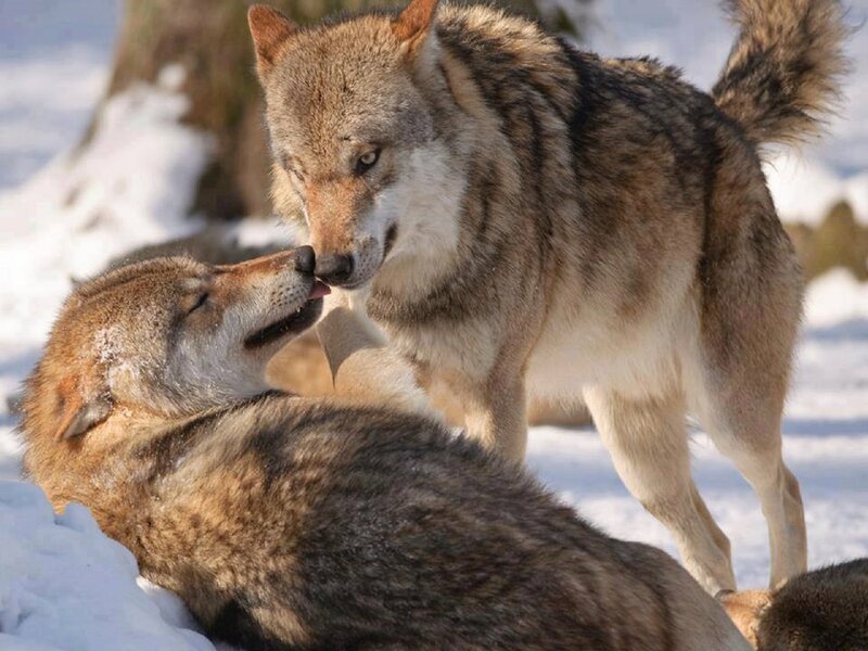 Two Wolves in Snow — Gray, Calm, Winter, Photograph, Tree Trunk