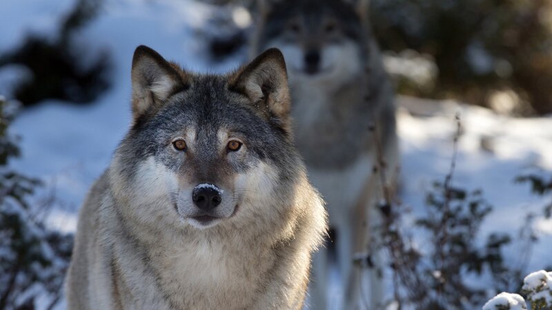 Two Wolves in Snow — Gray, Calm, Winter, Photograph, Trees, Forest