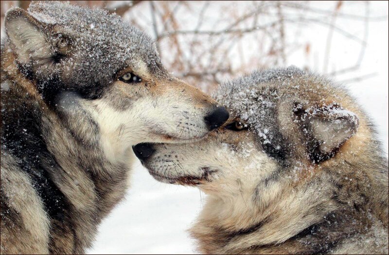 Two Wolves in Snow — Gray, Calm, Winter, Photograph, Trees