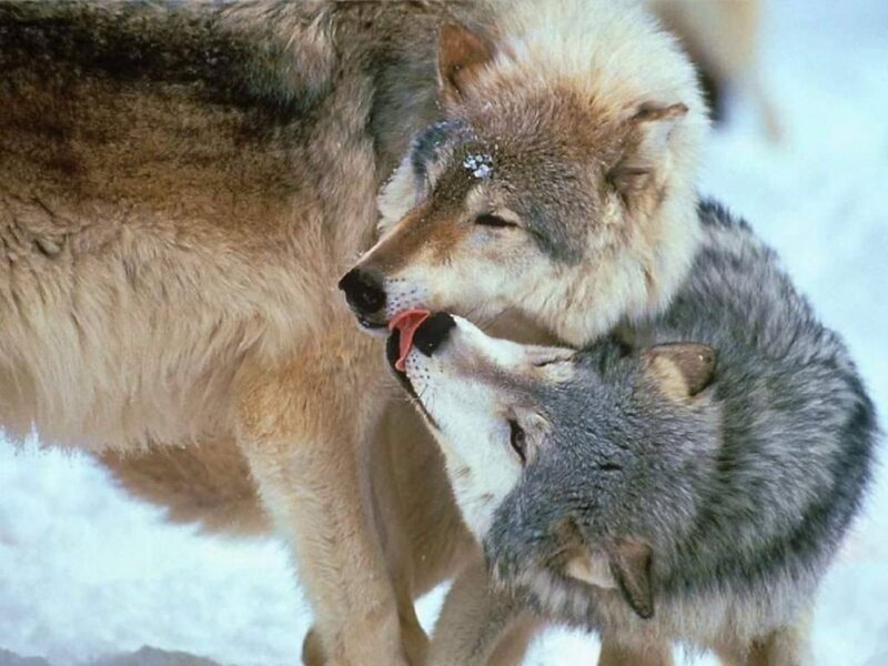 Two Wolves in Snow — Gray, Calm, Winter, Photograph, Wolf