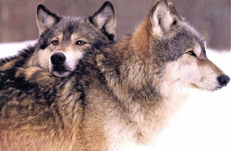 Two Wolves in Snow — Gray, Calm, Winter