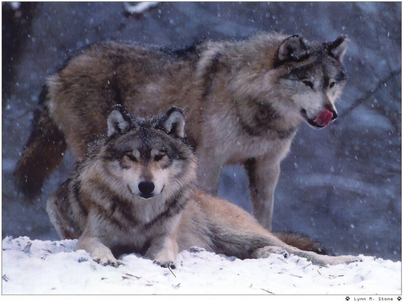 Two Wolves in Snow — Gray, Cold
