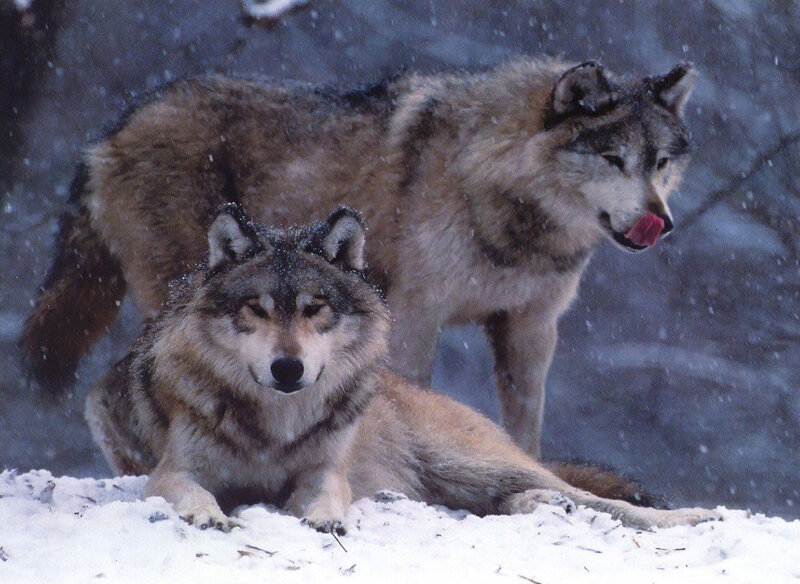 Two Wolves in Snow — Gray, Cold, Winter, Photograph, Forest