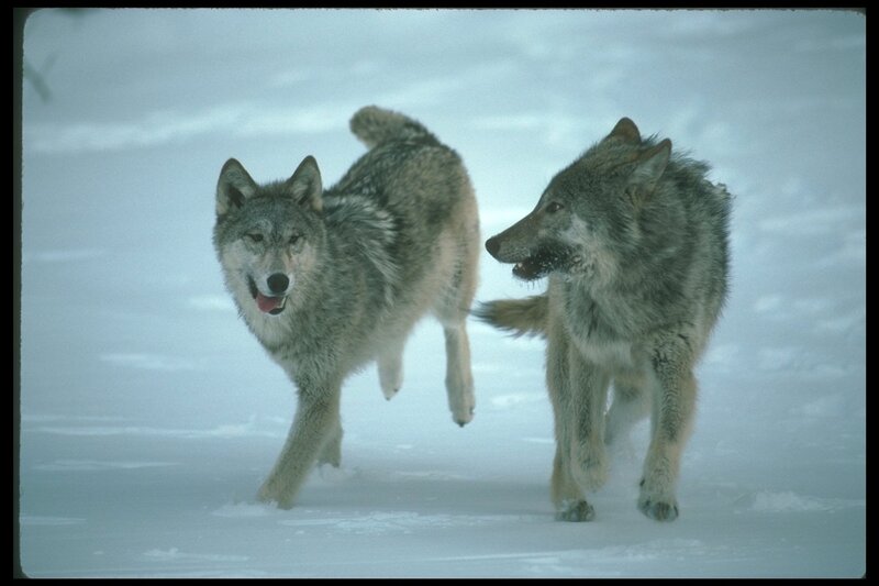 Two Wolves in Snow — Gray, Cold, Winter, Photograph