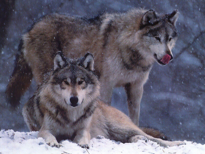 Two Wolves in Snow — Gray, Cold, Winter