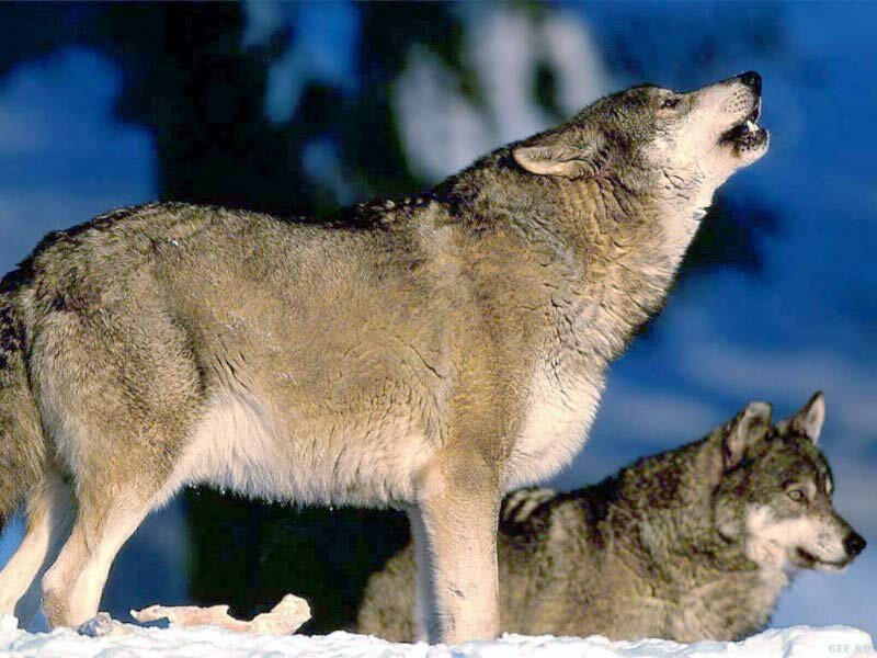 Two Wolves in Snow — Gray, Dramatic