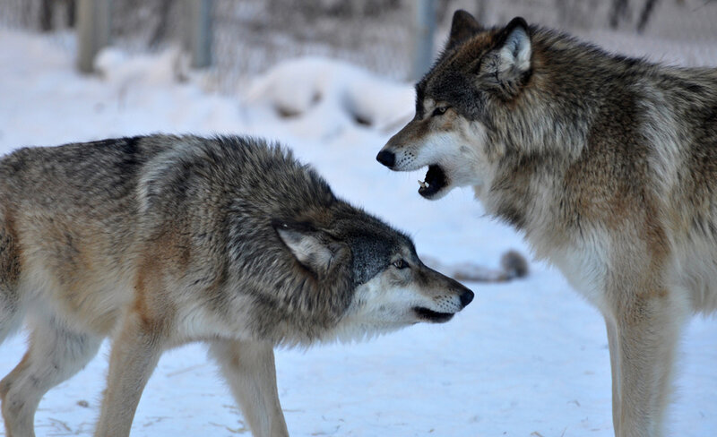 Two Wolves in Snow — Gray, Dramatic, Winter, Photograph