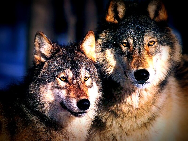 Two Wolves in Snow — Gray, Dramatic, Winter