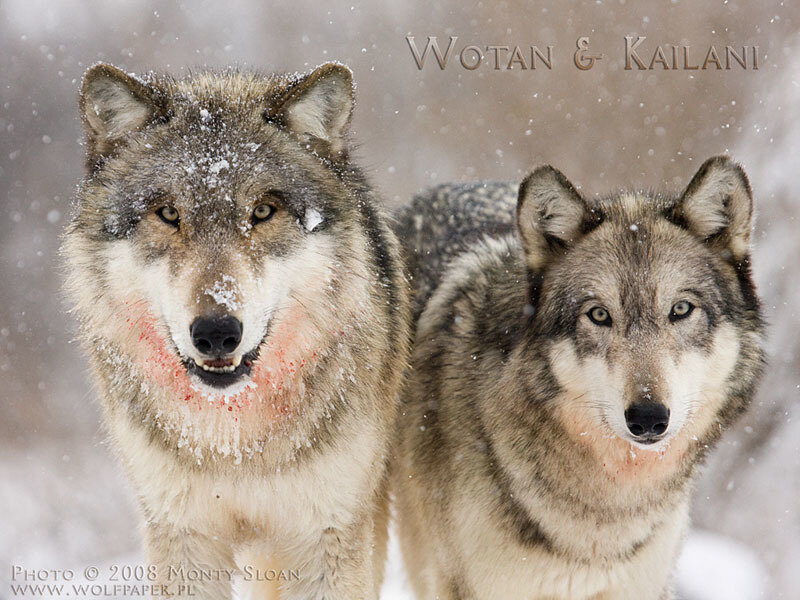 Two Wolves in Snow — Gray, Intense