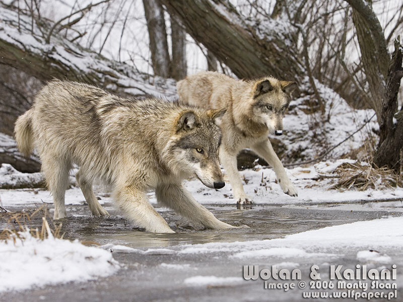 Two Wolves in Snow — Gray, Natural