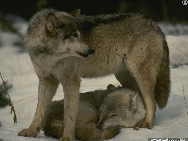 Two Wolves in Snow — Gray, Natural, Winter, Photograph