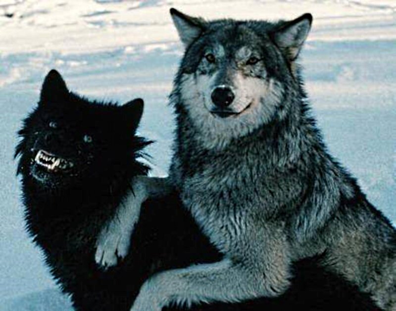 Two Wolves in Snow — Gray, Neutral