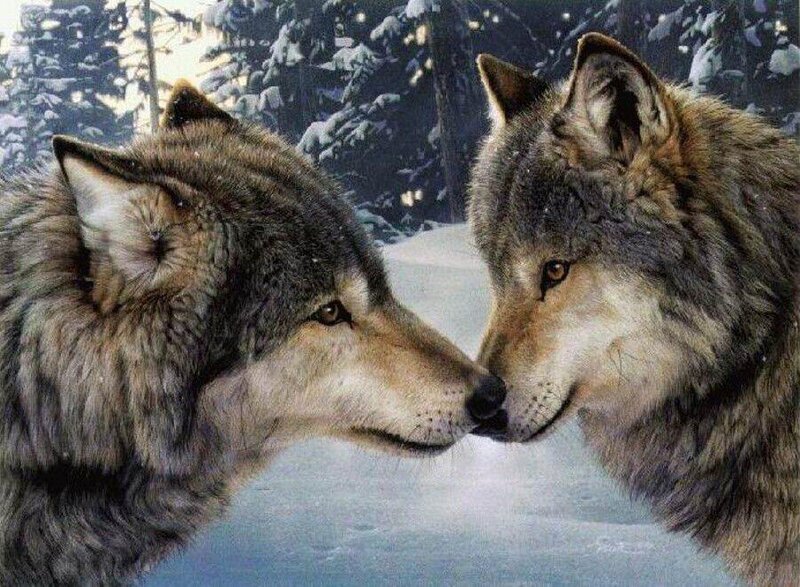 Two Wolves in Snow — Gray, Serene