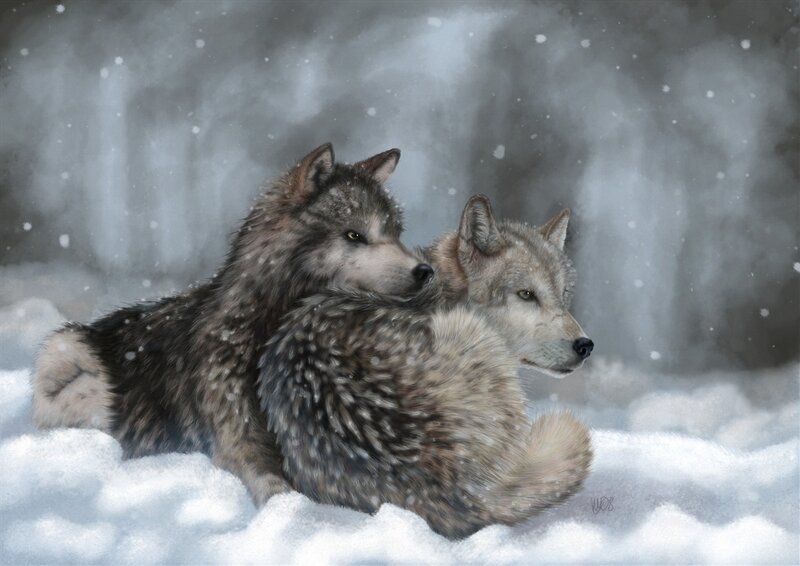 Two Wolves in Snow — Gray, Serene, Winter, Digital Art