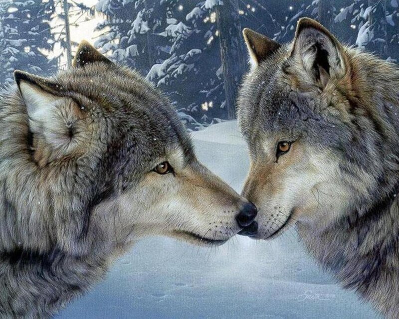 Two Wolves in Snow — Gray, Serene, Winter, Digital Art, Trees
