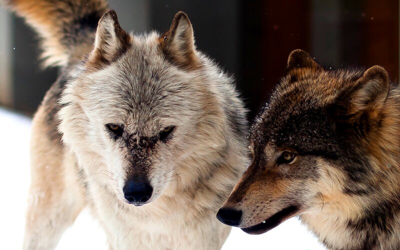 Two Wolves in Snow — Gray, Serious