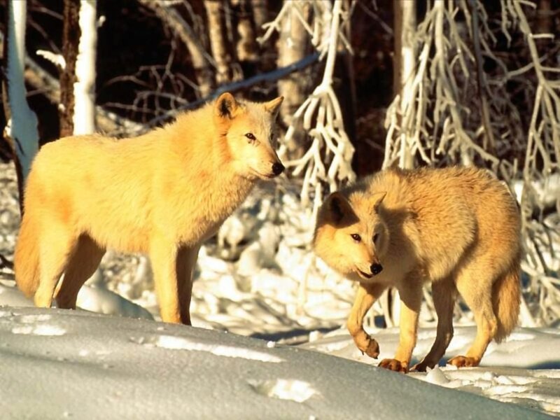 Two Wolves in Snow — Natural