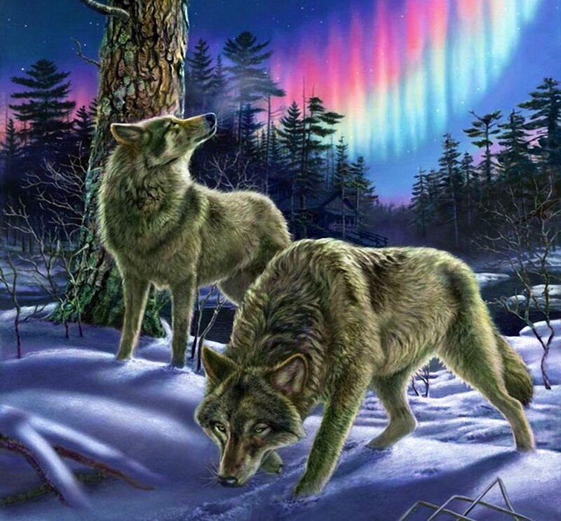 Two Wolves in Snow — Purple, Dramatic, Night