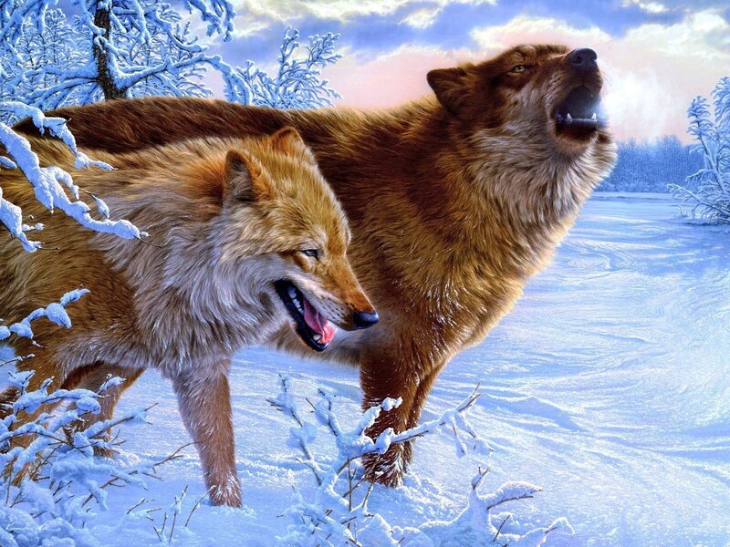 Two Wolves in Snow — Sky