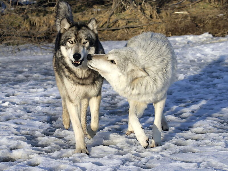 Two Wolves in Snow — White, Active