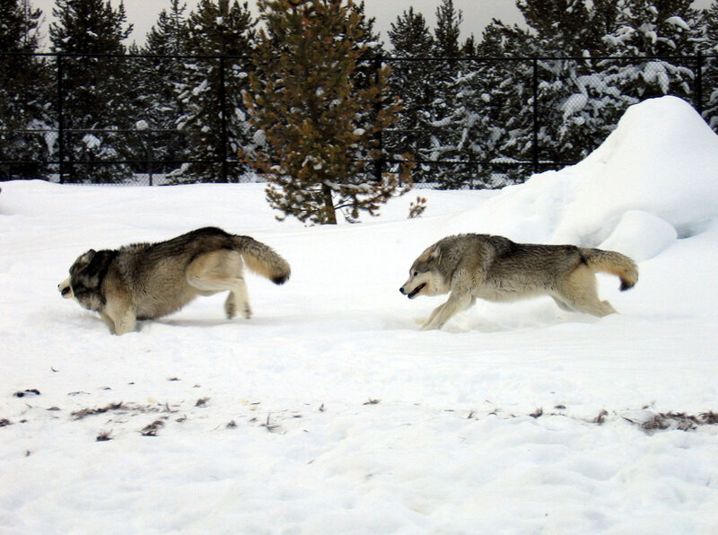 Two Wolves in Snow — White, Active, Winter