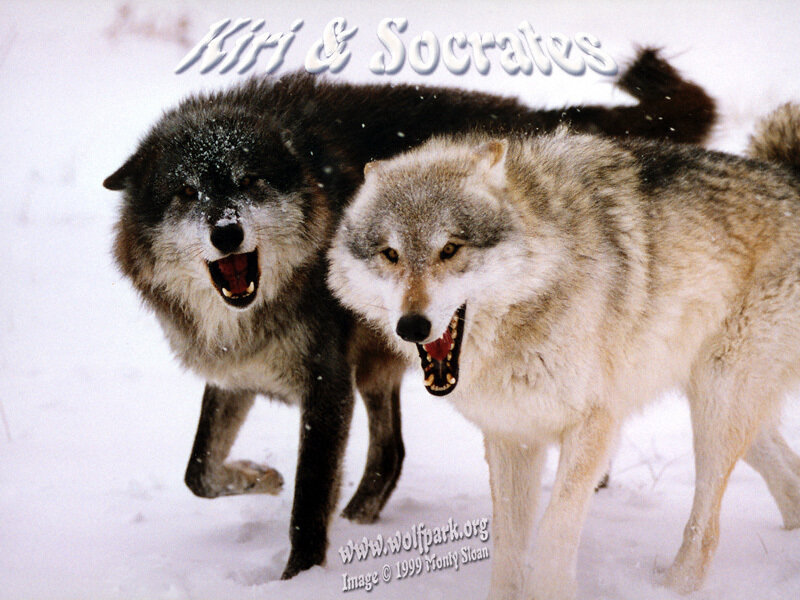 Two Wolves in Snow — White, Aggressive