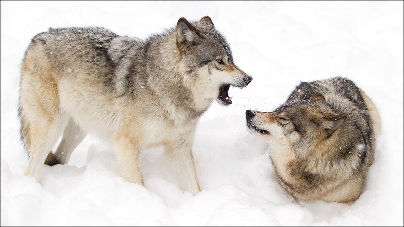 Two Wolves in Snow — White, Aggressive, Winter