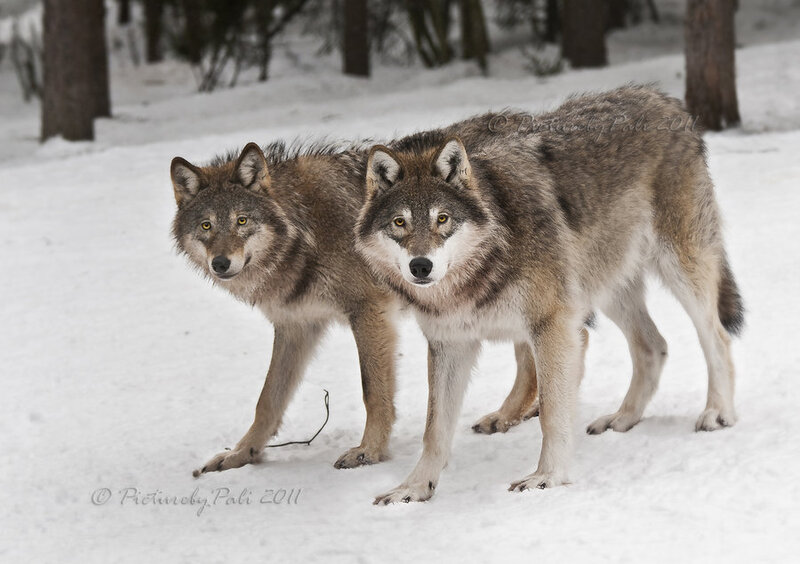 Two Wolves in Snow — White, Alert