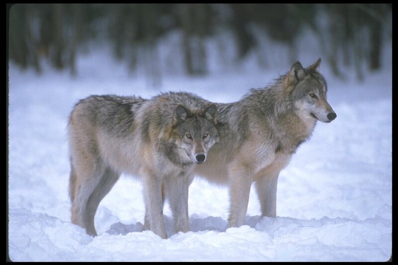 Two Wolves in Snow — White, Alert, Winter, Photograph, Forest