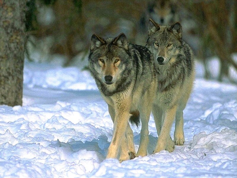 Two Wolves in Snow — White, Alert, Winter, Photograph
