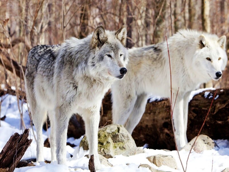 Two Wolves in Snow — White, Alert, Winter, Photograph, Trees