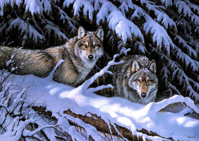 Two Wolves in Snow — White, Alert, Winter