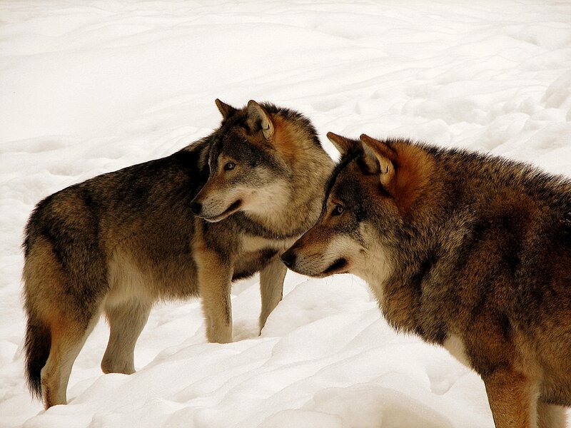 Two Wolves in Snow — White, Calm