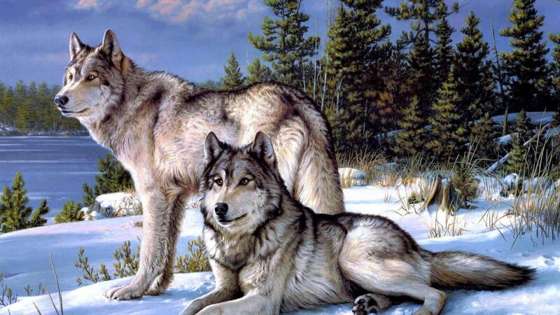 Two Wolves in Snow — White, Calm, Winter, Digital Art