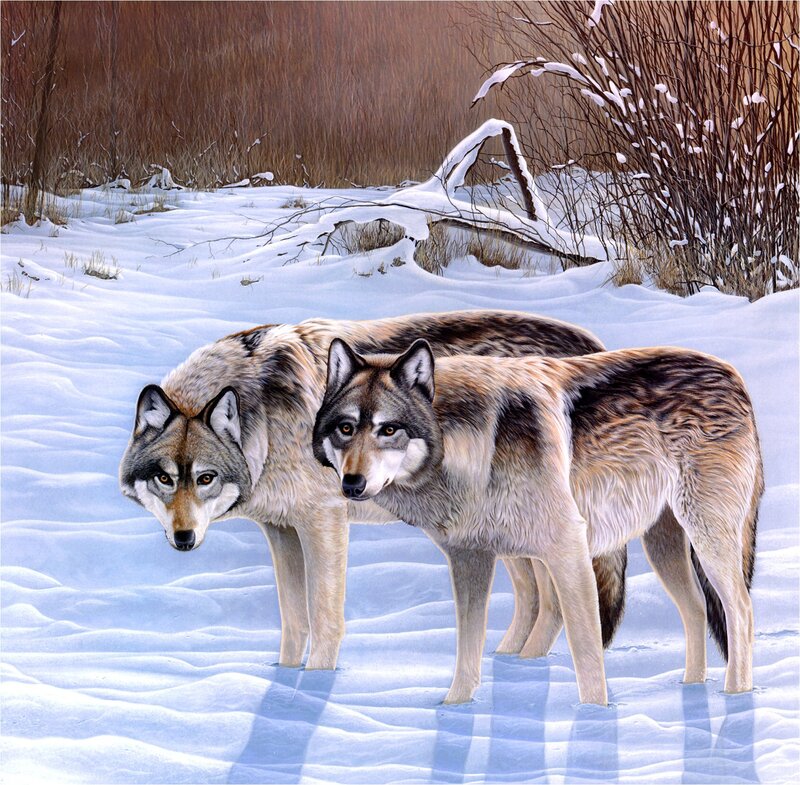 Two Wolves in Snow — White, Calm, Winter, Painting, Bushes