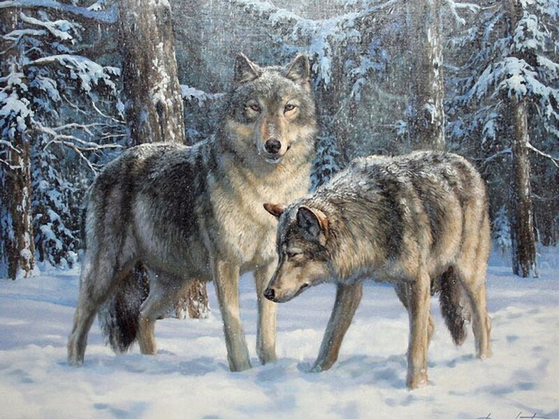 Two Wolves in Snow — White, Calm, Winter, Painting, Trees, Forest