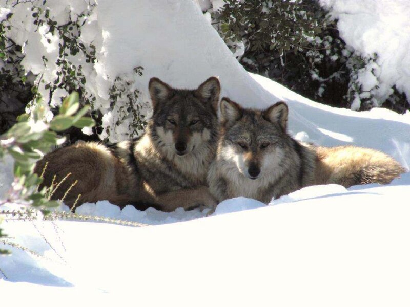 Two Wolves in Snow — White, Calm, Winter, Photograph, Bushes