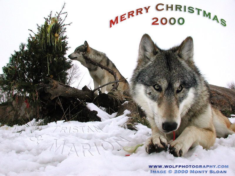 Two Wolves in Snow — White, Calm, Winter, Photograph, Christmas Tree