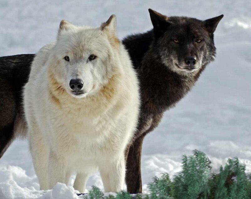 Two Wolves in Snow — White, Calm, Winter, Photograph, Evergreen